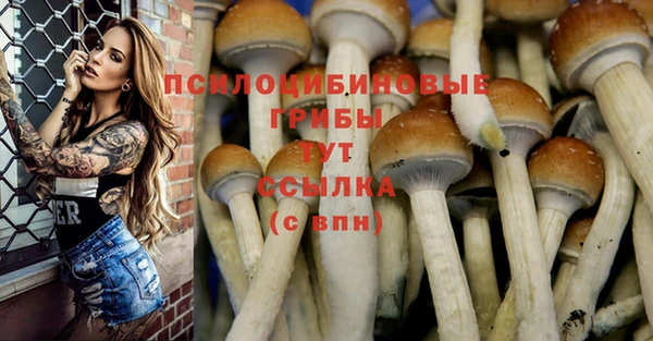 стаф Аркадак